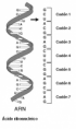 /album/fotogaleria/codones-arn-png/