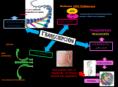 /album/fotogaleria/mapa-mental-genetica-png/